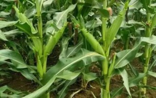H618玉米種子特征特性，密度4000株/畝左右