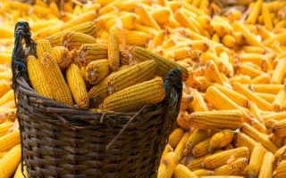 誠(chéng)玉519玉米種簡(jiǎn)介，中抗穗腐病