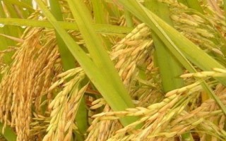 Q兩優(yōu)5號(hào)水稻種子特點(diǎn)，畝秧田播種量10－15千克