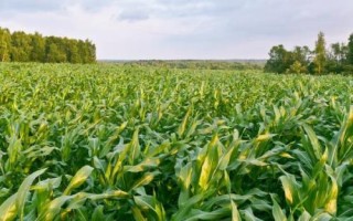 MC8728玉米種簡介，適宜播種期4月下旬至5月上旬