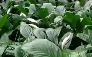 一帆風(fēng)順的澆水方法，每隔7-10天澆一次
