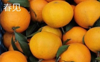 橘子的產(chǎn)地分布，主產(chǎn)于廣東、湖南、四川、廣西等省份