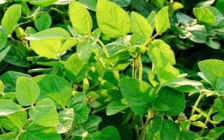 合農(nóng)71大豆品種簡(jiǎn)介，普通大豆品種