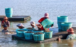 海瓜子怎么養(yǎng)殖，排干水塘再將種苗均勻撒在塘面上