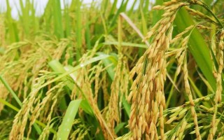 深兩優(yōu)8386水稻種子介紹，每畝秧田播種10公斤