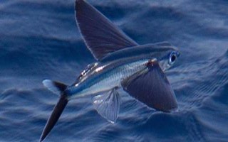翱翔飛魚好不好養(yǎng)，飼養(yǎng)難度大并不適合新手嘗試