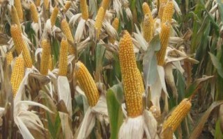 同福9號(hào)玉米種子特征特性，春播平均生育期115.5天