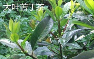 小葉苦丁茶和大葉苦丁茶的區(qū)別，產(chǎn)地和口感均不同
