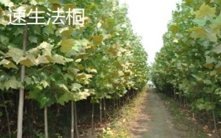 農(nóng)民種什么樹比較有前景，皂角樹、速生法桐、紅葉石楠等樹種均可選擇