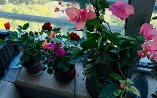 三角梅的花期有多長，養(yǎng)護(hù)得當(dāng)一年四季開花不斷
