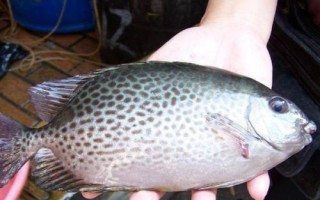銀鼓魚好不好養(yǎng)，飼養(yǎng)難度較大