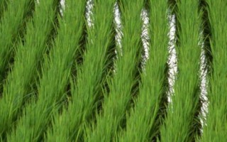 炫兩優(yōu)3006水稻種簡(jiǎn)介，一般4月下旬至5月中旬播種