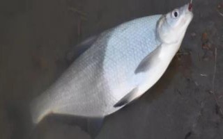 冬天釣鳊魚是釣底還是釣浮，釣底是主流