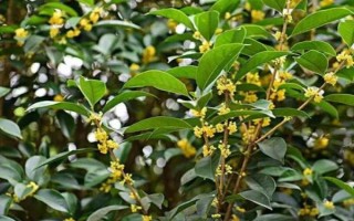 野桂花簡介，一般是指柃木