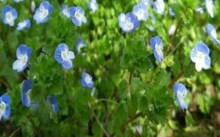 哪里可以購買婆婆納種子，花卉市場一般都有銷售