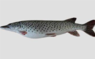 狗魚的生活習(xí)性，我國(guó)有黑斑狗魚和白斑狗魚兩種