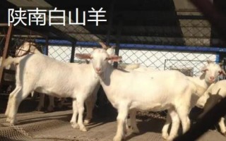 陜西羊肉的價格，不同品種價格不同
