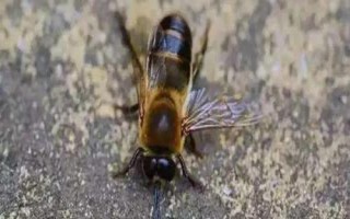 什么是雄蜂，是指由卵細(xì)胞發(fā)育成的雄性蜂種