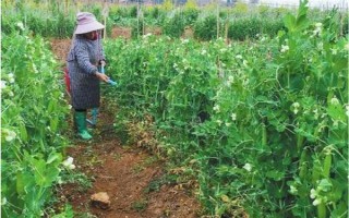 怎么種豌豆苗，9月份到次年的2月份都可種植