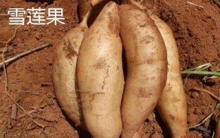 雪蓮果的產(chǎn)地，原產(chǎn)于南美洲
