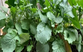 盆栽蔬菜的種植注意事項(xiàng)，應(yīng)選擇矮生型品種