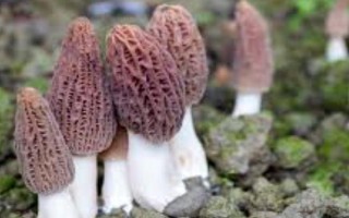 種植1畝羊肚菌需要多少成本，成本大約10000元左右