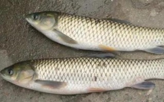 4號伊豆用多大的子線，一般用0.8號子線