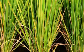 吉農(nóng)大838水稻品種的特性，表現(xiàn)中抗