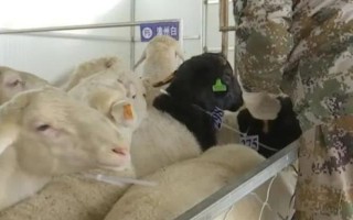 種公羊的飼養(yǎng)管理方法，主要以放牧以及舍飼共同進行