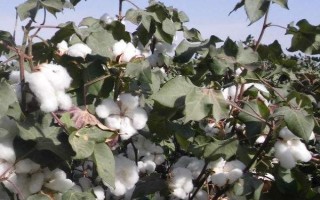 魯棉研38號(hào)棉花品種簡(jiǎn)介，高抗棉鈴蟲(chóng)