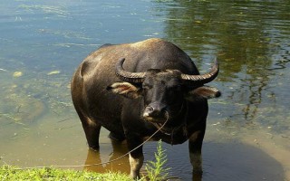 黃牛和水牛有什么區(qū)別，外形、體型、習(xí)性均不同