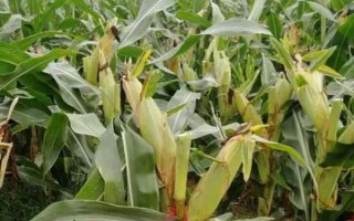 齊豐688玉米種子介紹，中抗絲黑穗?。?.4%MR）