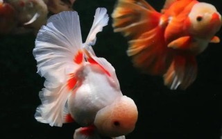金魚會不會互相攻擊，一般不會互相攻擊