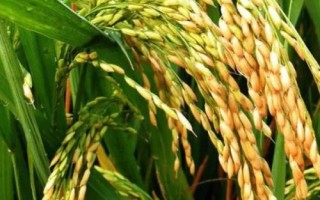 中香絲苗水稻種子特征特性，播種前宜用咪鮮胺浸種