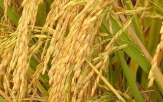 炫兩優(yōu)3006水稻種簡(jiǎn)介，一般4月下旬至5月中旬播種