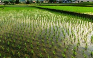 福泰2優(yōu)701水稻種子特征特性，每畝插足基本苗7～8萬(wàn)