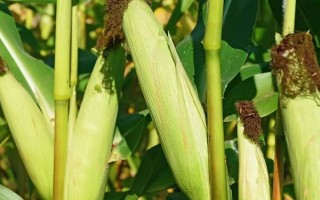 什么品種的玉米種子好，常見的有偉科702、華農(nóng)866等