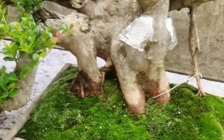 赤楠樹的寓意，寓意生活的美滿