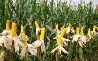 綠糯8號玉米種子介紹，糯玉米品種