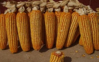 豐墾154玉米種子特征特性，注意防治大斑病