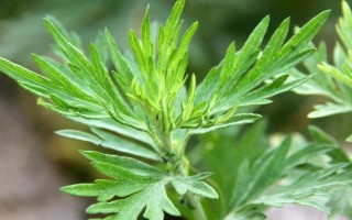 艾草的形態(tài)特征，葉片大多為卵形