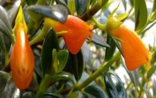金魚吊蘭簡介，屬多年生草本植物