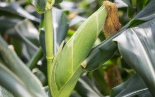 德單180玉米種子特點，6月上旬至6月中下旬播種