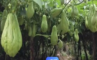 什么時候種植佛手瓜，在4-5月份種植可提高成活率