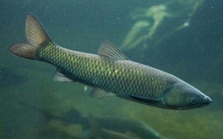 草魚是不是淡水魚，屬于典型的淡水魚類