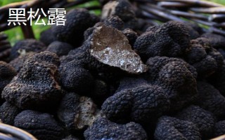 黑松露是什么，是一種生長于地下的野生食用真菌