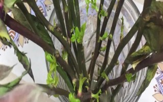 水插玫瑰枝條如何生根，用多菌靈浸泡消毒、涂抹生根粉之后再水培