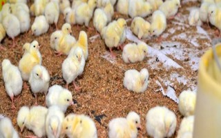 小雞的飼養(yǎng)要點，根據(jù)當前日齡調(diào)整溫度