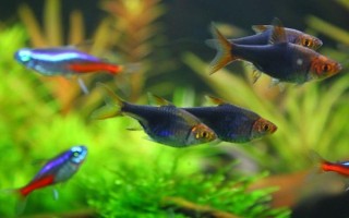 紅綠燈魚多大可以繁殖，養(yǎng)8-10個月便可繁殖