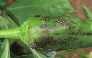 辣椒細菌斑點病，主要為害葉片